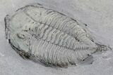 Bargain Dalmanites Trilobite - New York #99060-4